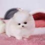 Anakan Anjing Mini Pom