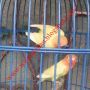 Lovebird Pastel Kuning