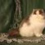 Kucing Persia Peaknose  pesek