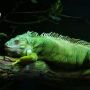 Iguana Green