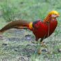 Ayam Hias Golden Pheasant