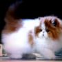 Kucing Persia Peaknose Penurut Banget