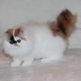 Kucing Persia Peaknose pesek