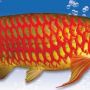 Ikan Arwana Super Red, tersedia ukuran 8cm-45cm.
