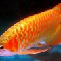 Ikan Arwana Super Red, tersedia ukuran 8cm-45cm.