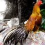 Ayam Bangkok Di jual