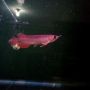 Ikan Arwana super red anakan & indukan