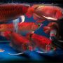 Ikan Arwana super red anakan & indukan