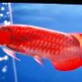 Ikan arwana super red.
