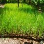 bambu kuning tanaman hias biji rumput bermuda grass lapangan murah
