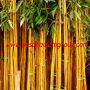 bambu kuning tanaman hias biji rumput bermuda grass lapangan murah