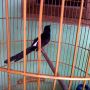 Murai Batu Medan Super Ekor Panjang (Toko burung kicau)