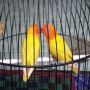 lovebird pastel kuning (BERPASANGAN)