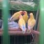 lovebird pastel kuning (BERPASANGAN)