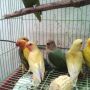 Lovebird Pastel Kuning (085293171117)