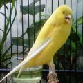 Kenari YS (Importe) IOA Ring Import Thn 2014 Sudah Siap Produksi (Bird Farm Canary)