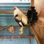 Ayam pilifin jantan siap adu SEGEL