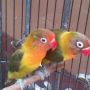 LOVEBIRD BLOROK