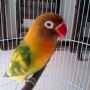 LOVEBIRD BLOROK