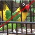Burung Love Bird Dakocan Hijau (Sepasang)