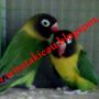 Lovebird Dakocan Hijau (Wisata Kicau)