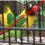 Lovebird Dakocan Hijau (Wisata Kicau)