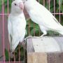 JUAL LOVE BIRD ALBINO MATA MERAH (Wisata Kicau)