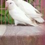 JUAL LOVE BIRD ALBINO MATA MERAH (Wisata Kicau)