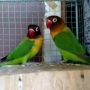 Lovebird Dakocan Hijau (Wisata Kicau)