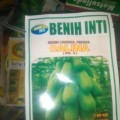 Jual Benih Pepaya Calina ( IPB-9) 100 % Asli Dari IPB