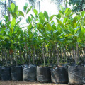 Bibit Tanaman Buah Nangka Madu