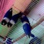 Lovebird Dakocan Biru (Wisata Kicau)