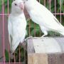 LOVE BIRD ALBINO MATA MERAH