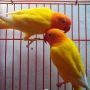 LOVE BIRD LUTINO MATA MERAH (082328824555)