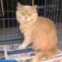 kucing persia medium