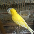 di jual burung kenari impor maupung lokal siap tangding