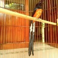 DI JUAL BURUNG (MURAI BATU MEDANG SUPER EKOR PANJANG)