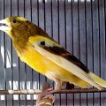 di jual burung (KENARI F1/YSR IMPOR MAUPUNG LOKAL)