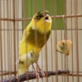 di jual burung (KENARI F1/YSR IMPOR MAUPUNG LOKAL)