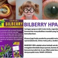 bilberry herbal mata nutrisi suplement vitamin buah natural bilberi bilbery