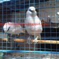 Burung Jalak Bali Asli Bersertifikat Resmi dari BKSDA