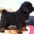 Anjing Tibetan Mastiff