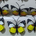 kupu kupu magnet import kuning,butterfly dekorasi suvenir hiasan 3D