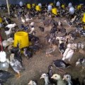 Jual Dod bebek, itik dan doc ayam