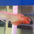 Ikan Arwana Super Red Ukuran 15 Cm + Sertifikat