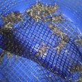 jUAL Bibit lobster Pasir, Mutiara, Bambu. 082292651576