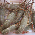 Jual lobster Bambu, hub 082292651576