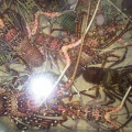 Jual lobster Pasir, hub 082292651576