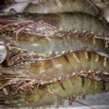 Jual udang tiger dan frozen, hub 082292651576