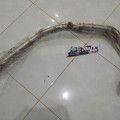 header/ leher kenalpot CBR 250RR